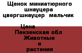 Щенок миниатюрного шнауцера (цвергшнауцер) мальчик › Цена ­ 18 000 - Пензенская обл. Животные и растения » Собаки   
